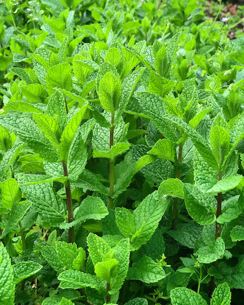 Mint Refreshing Herb for Culinary Adventures