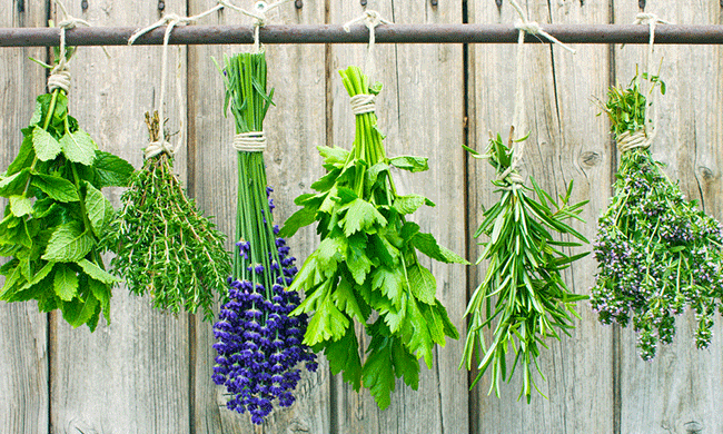Foraging Wild Edibles: Fix your garden problem by eating the weeds