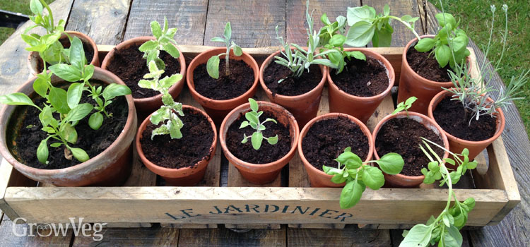 How to start a Container Garden from Seed Easy! STEP by STEP grow vegetables plant organic