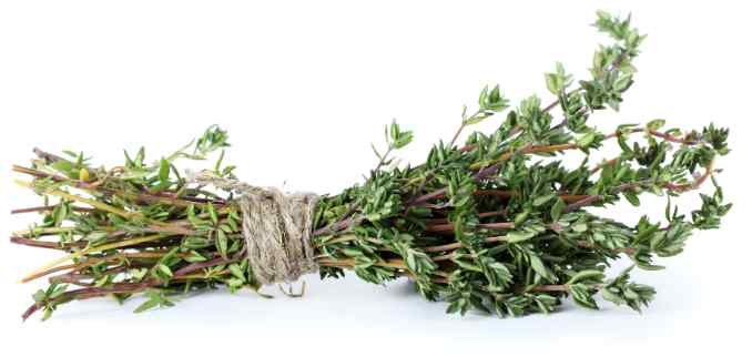 Thyme The Herb That Stands the Test of Time