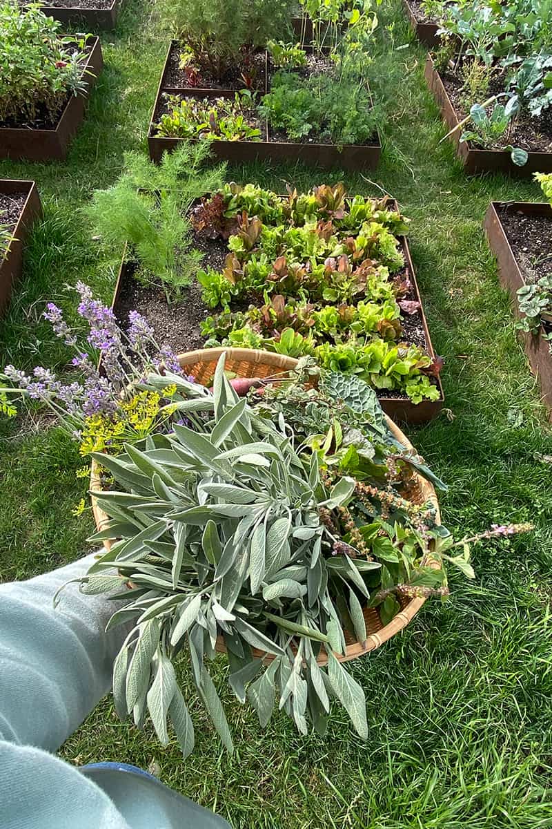 Embracing Herb Gardens Growing Your Own Fresh Flavors