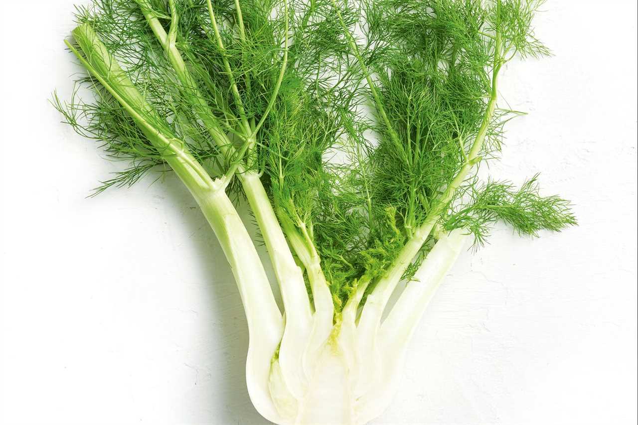 Fennel Unlocking the Aniselike Flavors