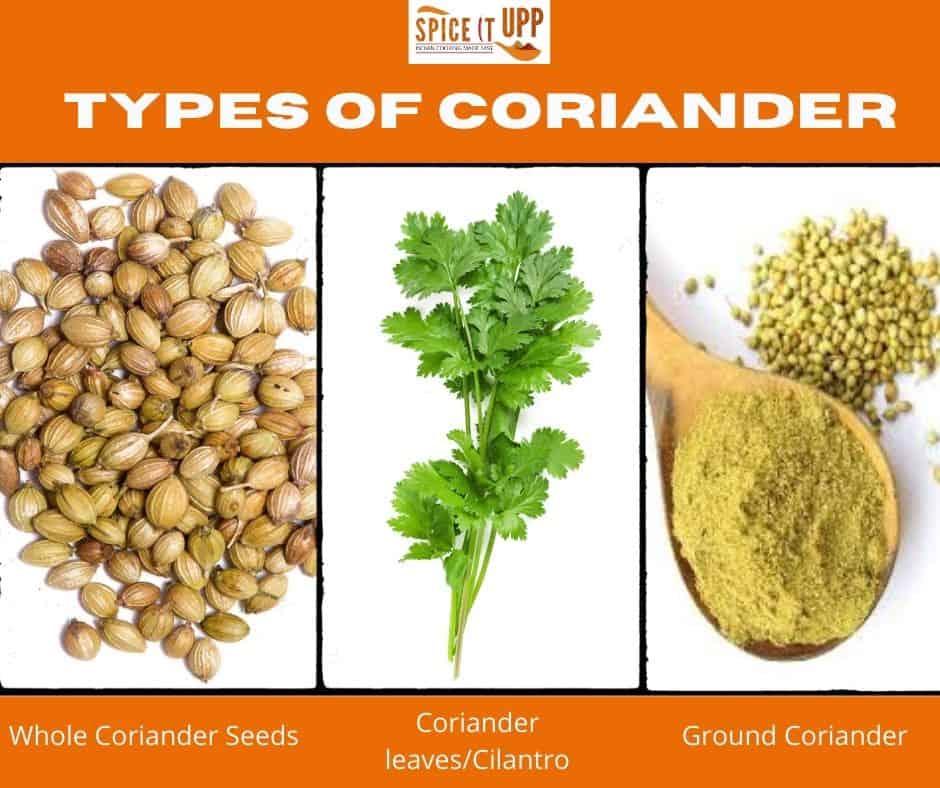 Coriander From Seeds to Leaves