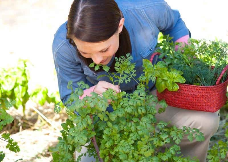 Savoring the Aromas Exploring the World of Fragrant Herbs