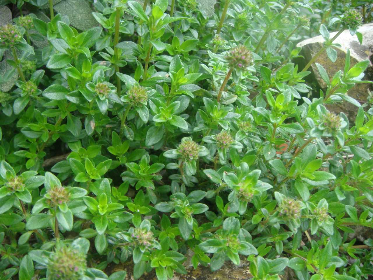 Oregano The Classic Herb for Italian Cuisine