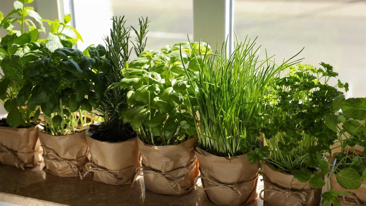 Harvesting a Fist Full of Cilantro Herbs from Seedling Pot in Nursery Box