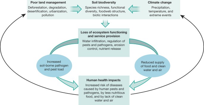 Increase Nutritional Diversity with Organic Food