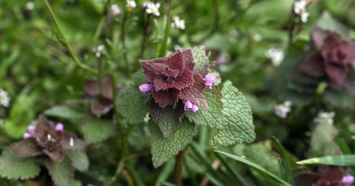 Discover the Herbal Wonders Medicinal Herbs in Cooking