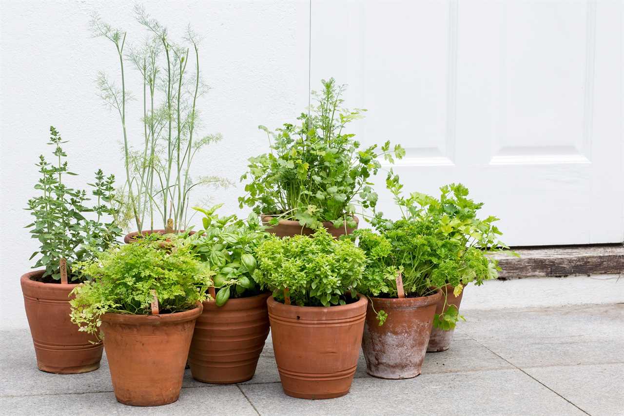 Grow $400 Worth of Herbs in this $40 Herb Garden Made with a Steel Tub - Part 2