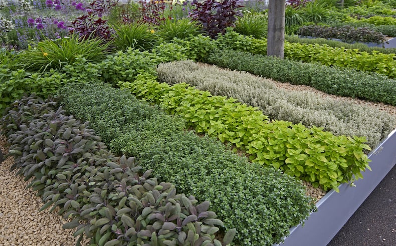 Suburban Front Yard- August Garden Tour - Beauty, Challenges and Realities