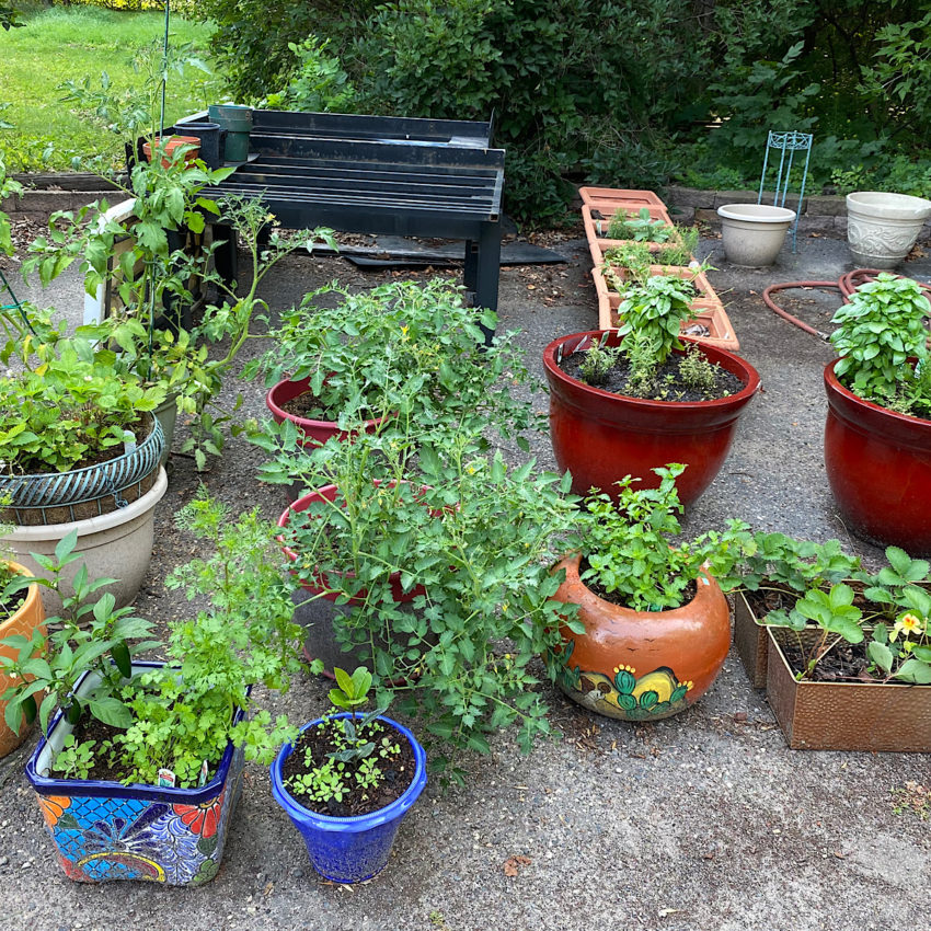 Growing Herbs in Louisiana