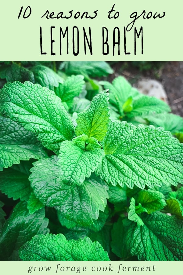 Mint Varieties Exploring the Refreshing Herb Family