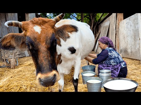 Cooking Healthy and Delicious Dishes from Fresh Milk! Life in the Village