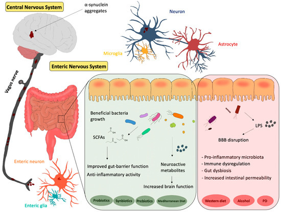 Discover the GutBrain Connection Organic Nuts for Cognitive Health