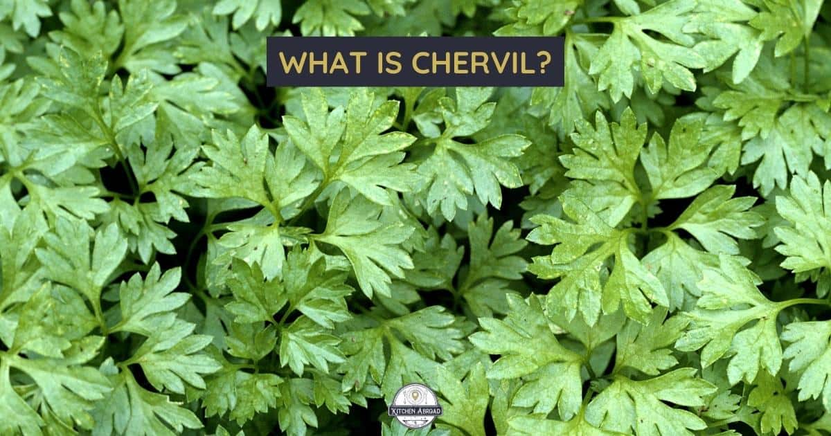 Chervil Adding a Delicate Aniselike Flavor to Your Dishes