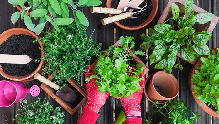 Backyard Herb Harvest 🌿 // Mari’s Garden and Kitchen