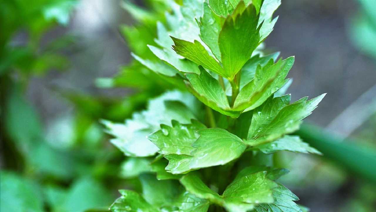 Lovage Uncovering the Celerylike Herb with a Twist