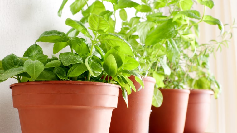 Preserve the Freshness Drying and Storing Herbs 101