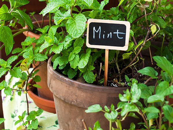 Planting My Vegetable Garden| Backyard Gardening