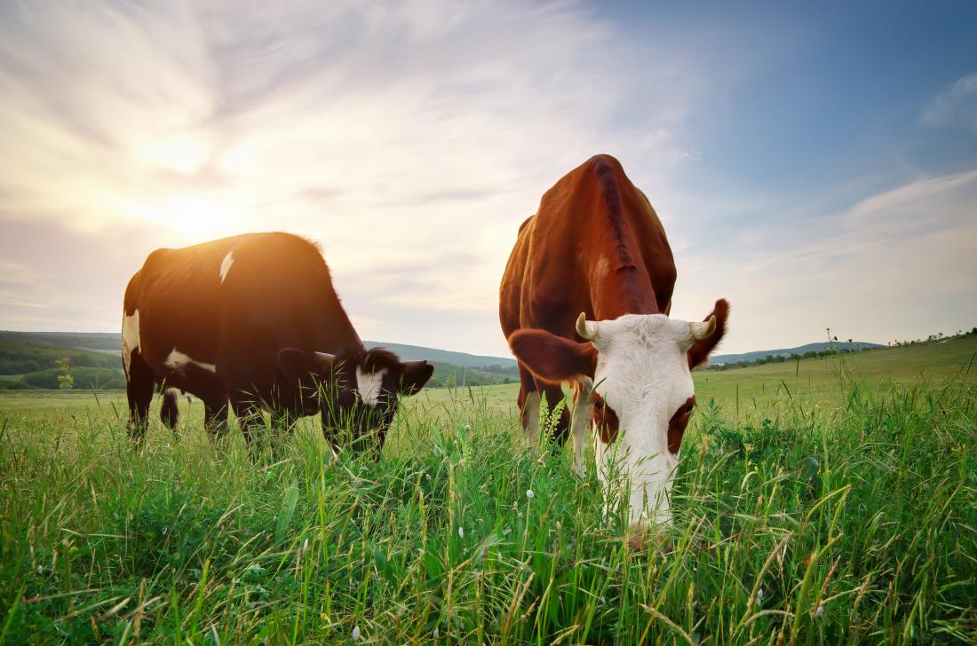 Discover the Art of Healthy Eating with GrassFed Butter