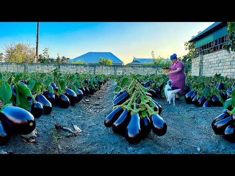 Eggplant Harvest: How To Make Eggplant Caviar! Incredibly delicious.