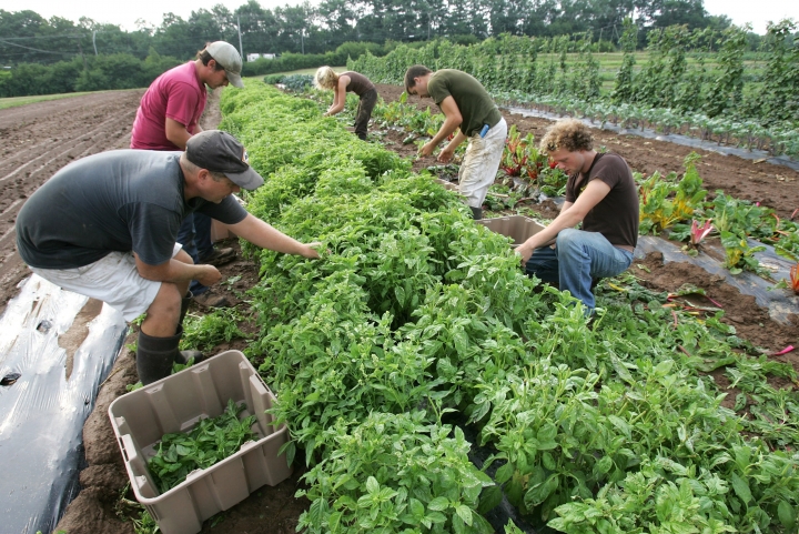 Family creates THRIVING 13-ACRE HOMESTEAD by returning to their ROOTS!