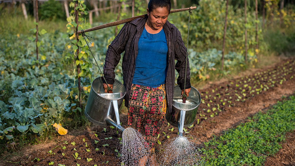 Regenerative Orchard: Frog Hollow Farm's Journey to Healthier Soils