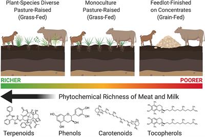 Embrace the Goodness Within Organic Meat