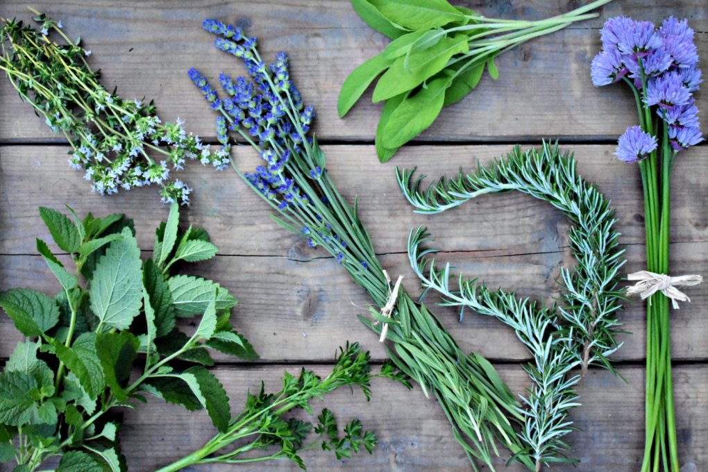 Dr. Vikram Chauhan (MD-Ayurveda) Teaching About Common Herbal Plants - Home Remedies & Medicinal Use
