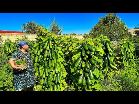 Mix of Cucumber Harvest, Watermelon Juice and Delicious Recipes