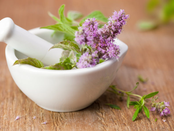 Discover Top 3 medicinal herbs for healthy living #youtubeshorts  #ayurveda