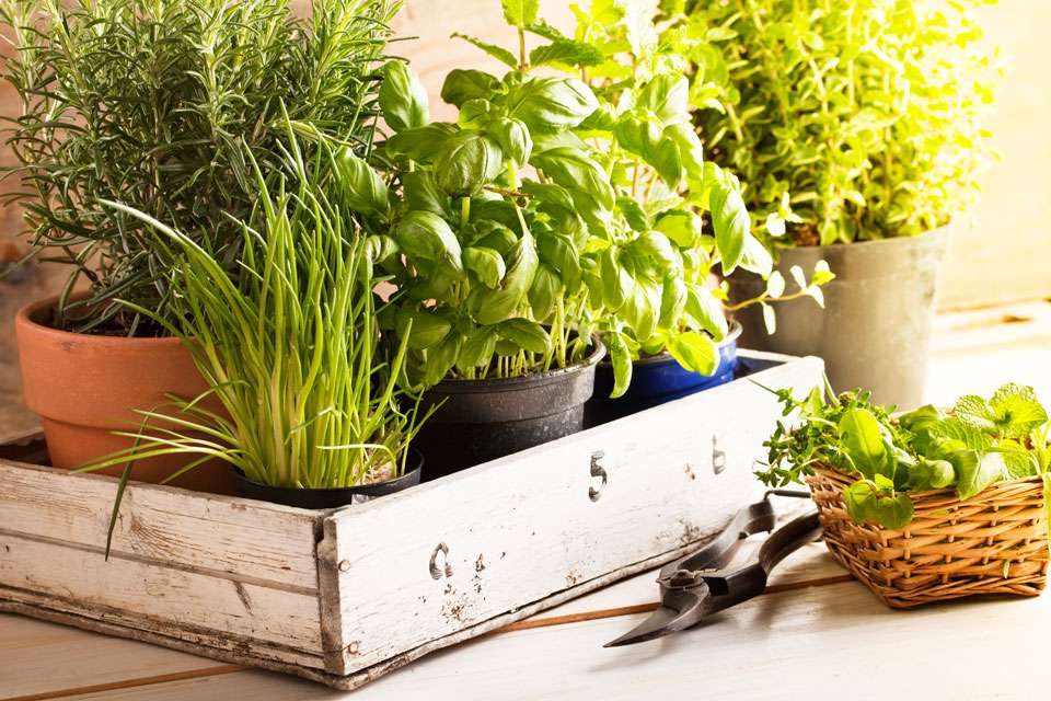 Herbs In Old Tires