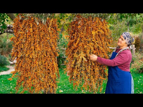 Harvesting Wild Mountain Berries and Making Delicious Delights!