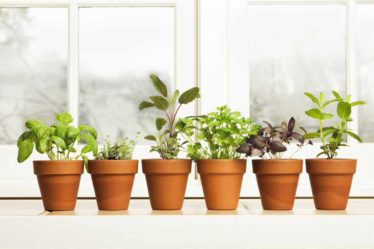 Growing Vegetables In The Winter In Raised Beds