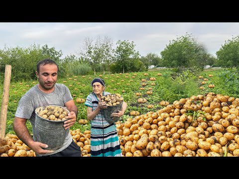 Mix of Potato, Eggplant, Tomato Harvest and Grandma's Delicious River Eel Recipe