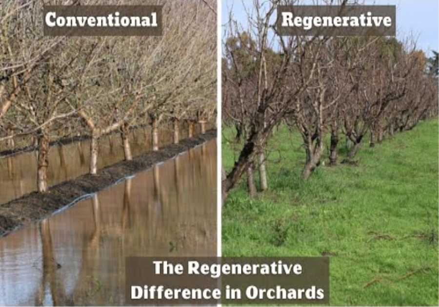 Regenerative Orchard: Frog Hollow Farm's Journey to Healthier Soils