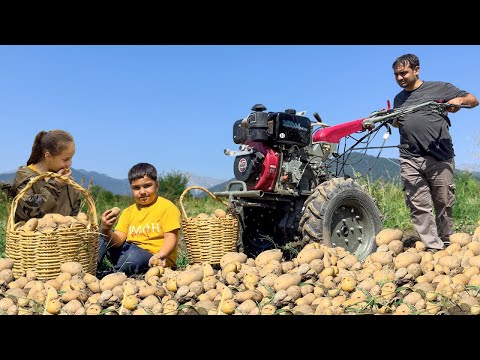 HARVESTING POTATOES IN THE VILLAGE! HARVESTING APRICOTS AND MAKING JAM! COOKING BEST VEGAN MEALS