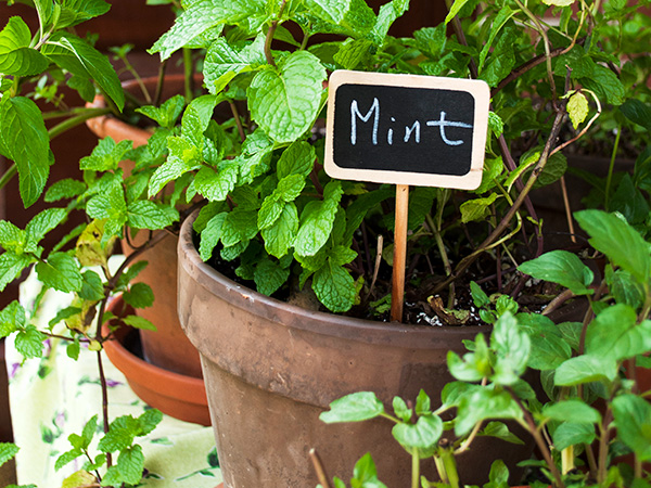 Grow Big in the Garden (Q&A)