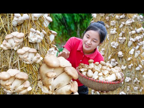 Harvest STRAW MUSHROOMS goes to the market sell | Ella Daily Life