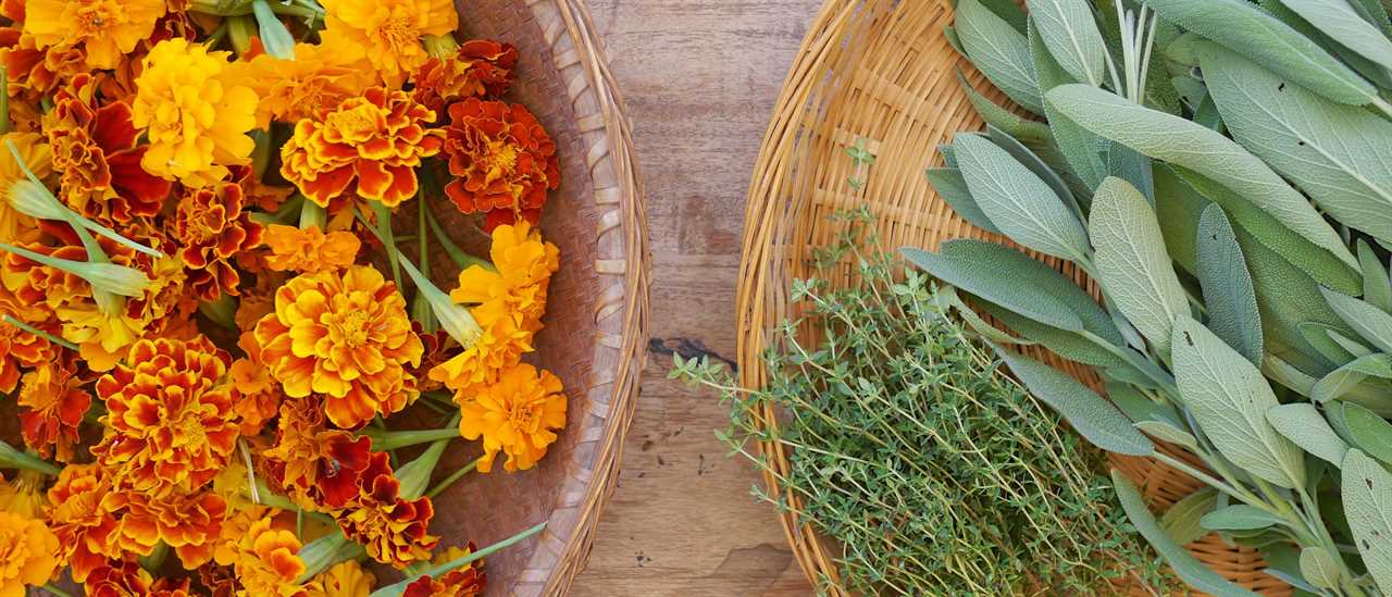 Plant Powered Healing: Real Life Success Stories with Dr. Elise Atkins