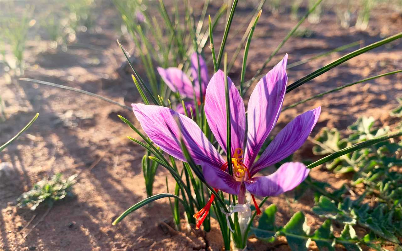 Saffron is the most expensive spice in the world: how to prepare the most delicious tea with saffron