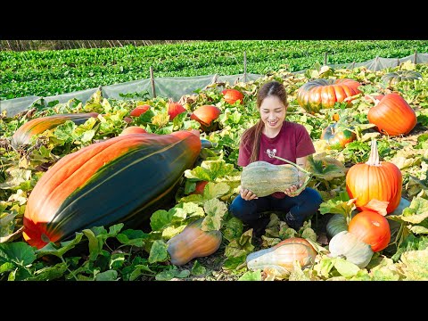 Harvesting Red Pumpkin - Make Steamed Eggs With Pumpkin Goes to the market sell - Lý Thị Hoa