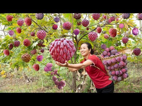 Harvesting Red Sugar Apple (Annona Squamosa), Cook delicious Asian dishes Goes to the market sell