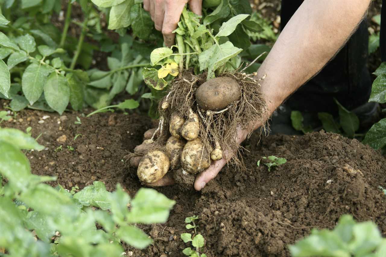 Why should you grow your own seedlings as a horticulture Farm?