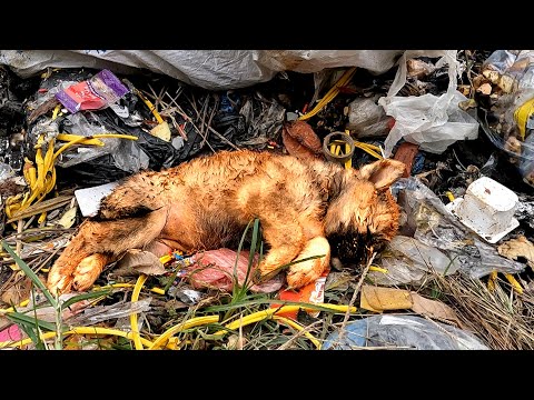 Tiny dog ​​abandoned by its owner lying exhausted on a landfill was rescued in time