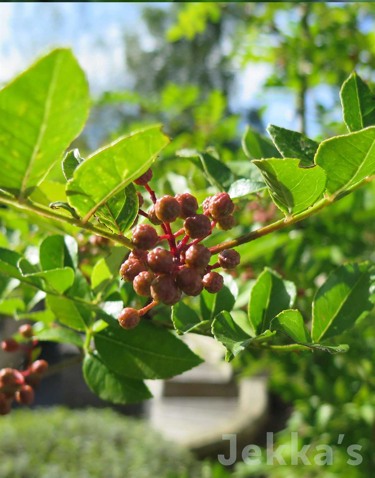 Marcus Wareing's Herb Kitchen Garden