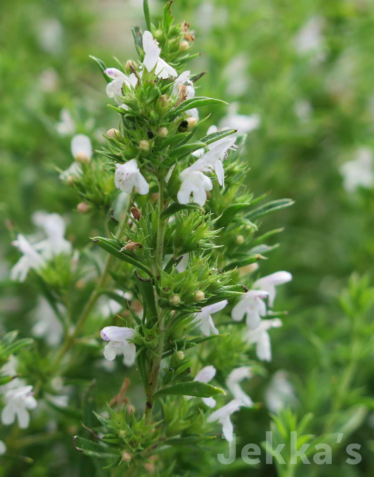 Marcus Wareing's Herb Kitchen Garden