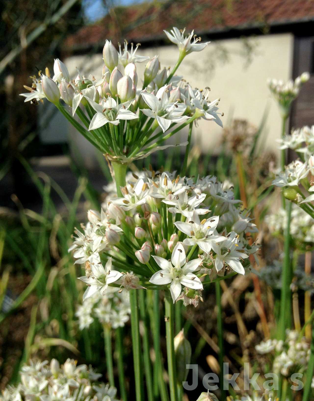 Marcus Wareing's Herb Kitchen Garden