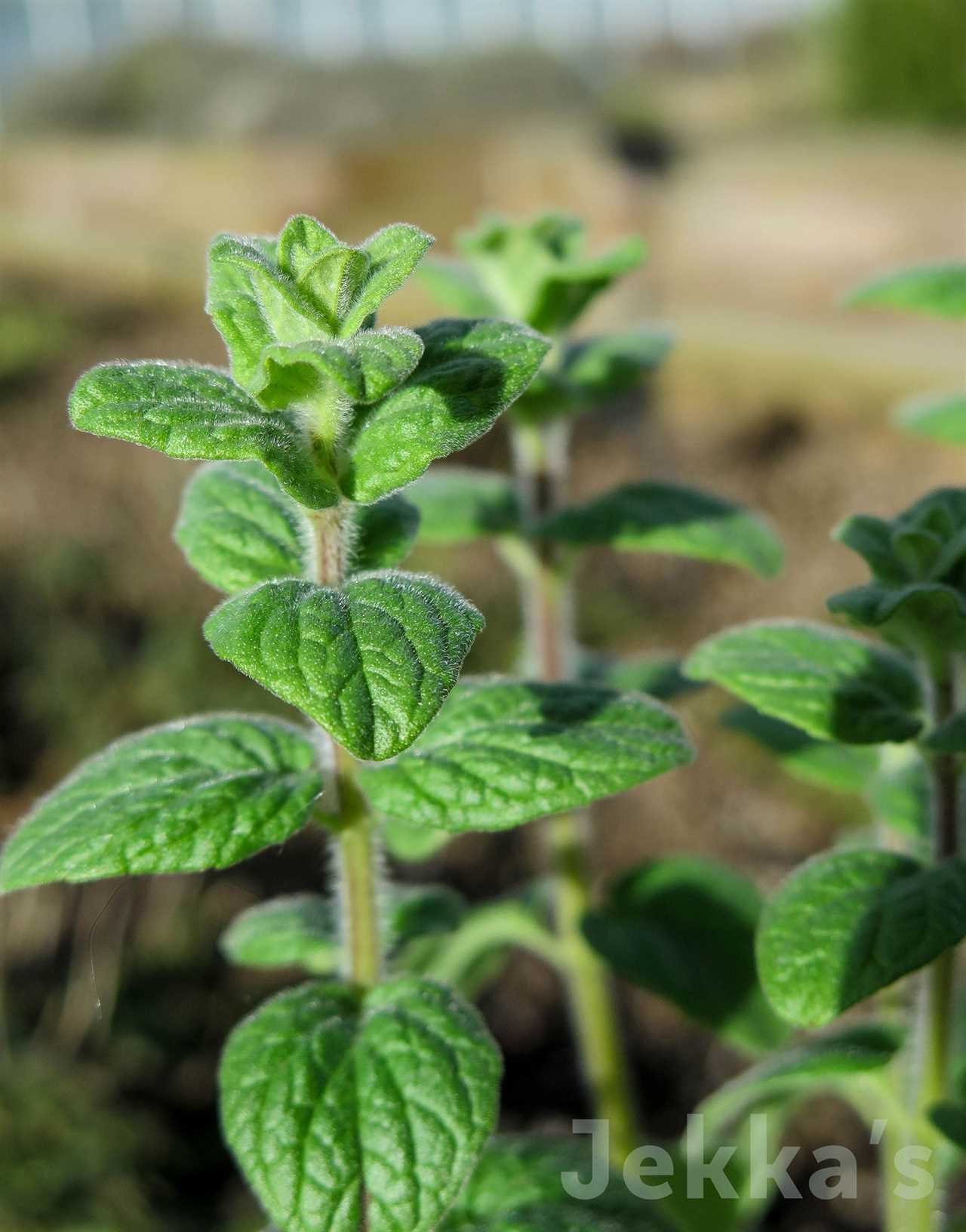 Marcus Wareing's Herb Kitchen Garden