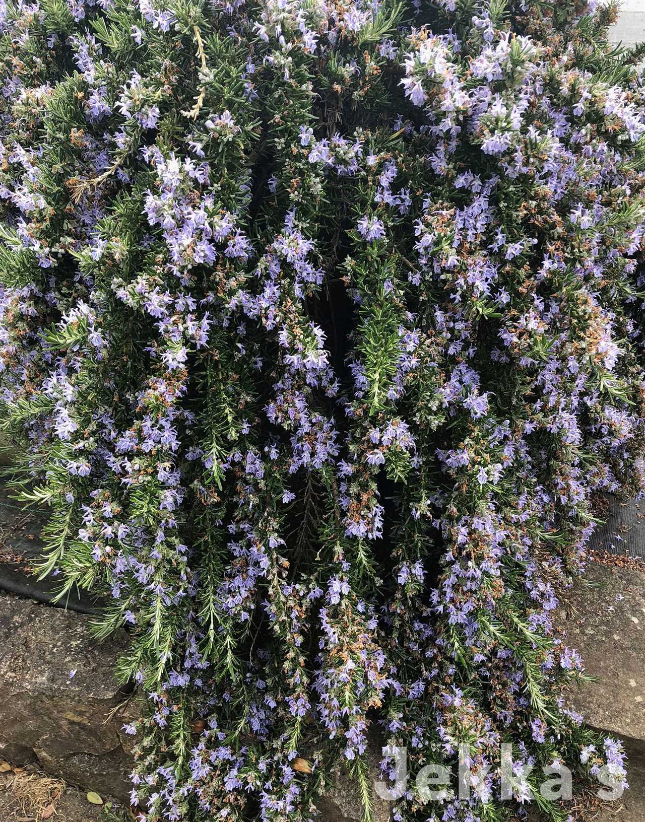 Marcus Wareing's Herb Kitchen Garden